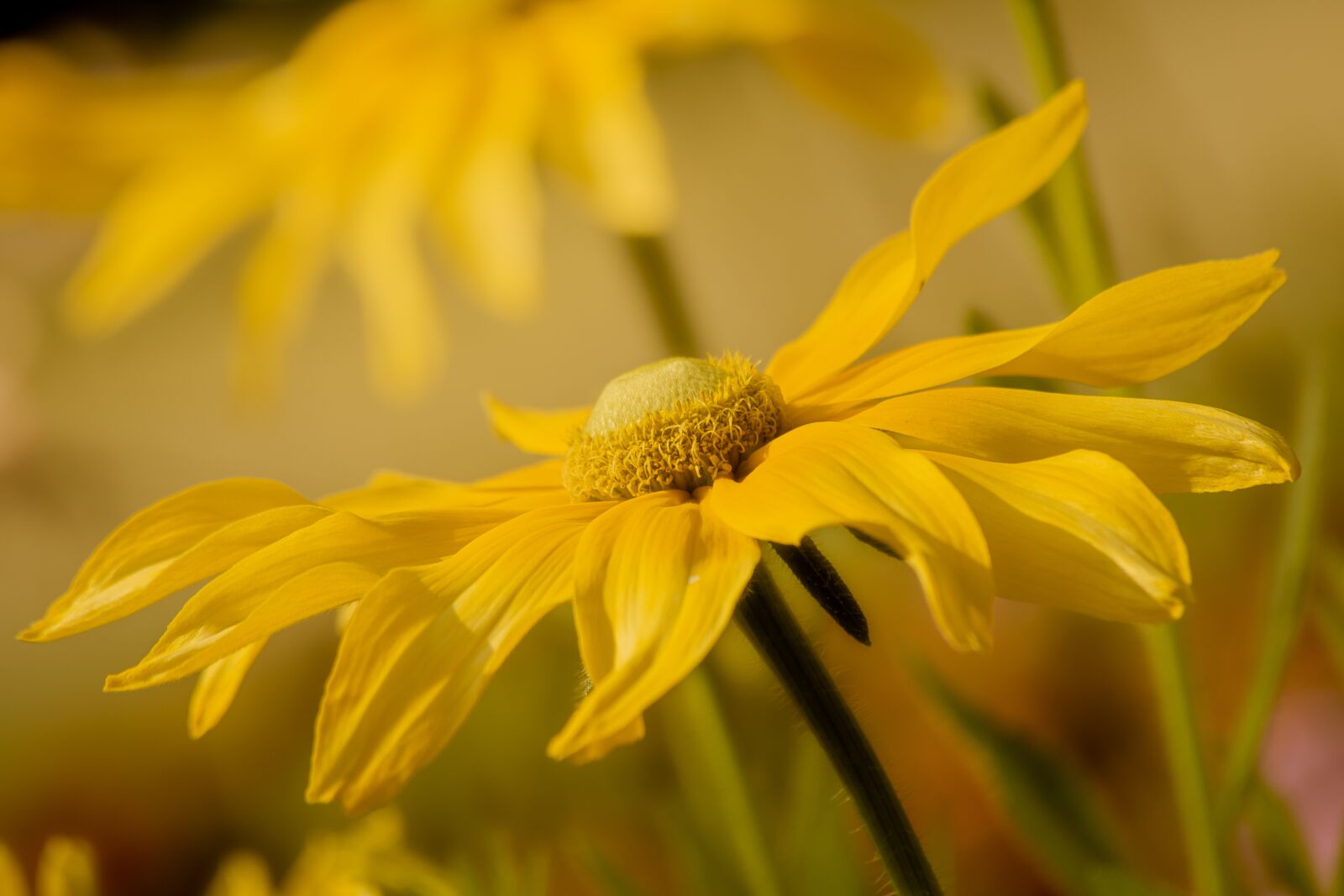 Canon EF 70-300mm F4-5.6 IS USM sample photo. Flower, plant, ornamental plant photography