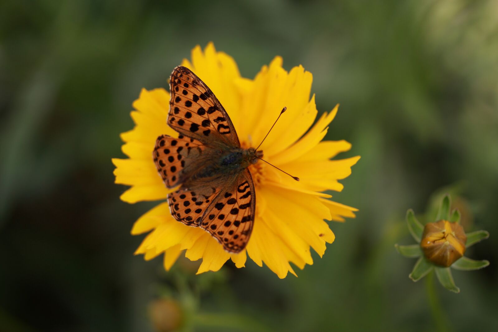 Canon EF-S 60mm F2.8 Macro USM sample photo. Butterfly, flower, yellow photography