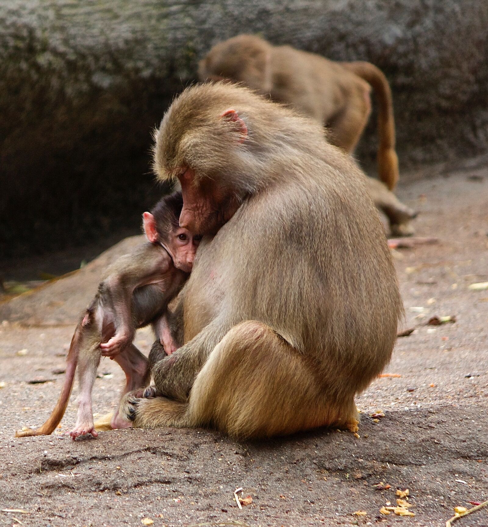 Canon EOS 60D + Canon EF-S 55-250mm F4-5.6 IS sample photo. Ape, monkey family, zoo photography