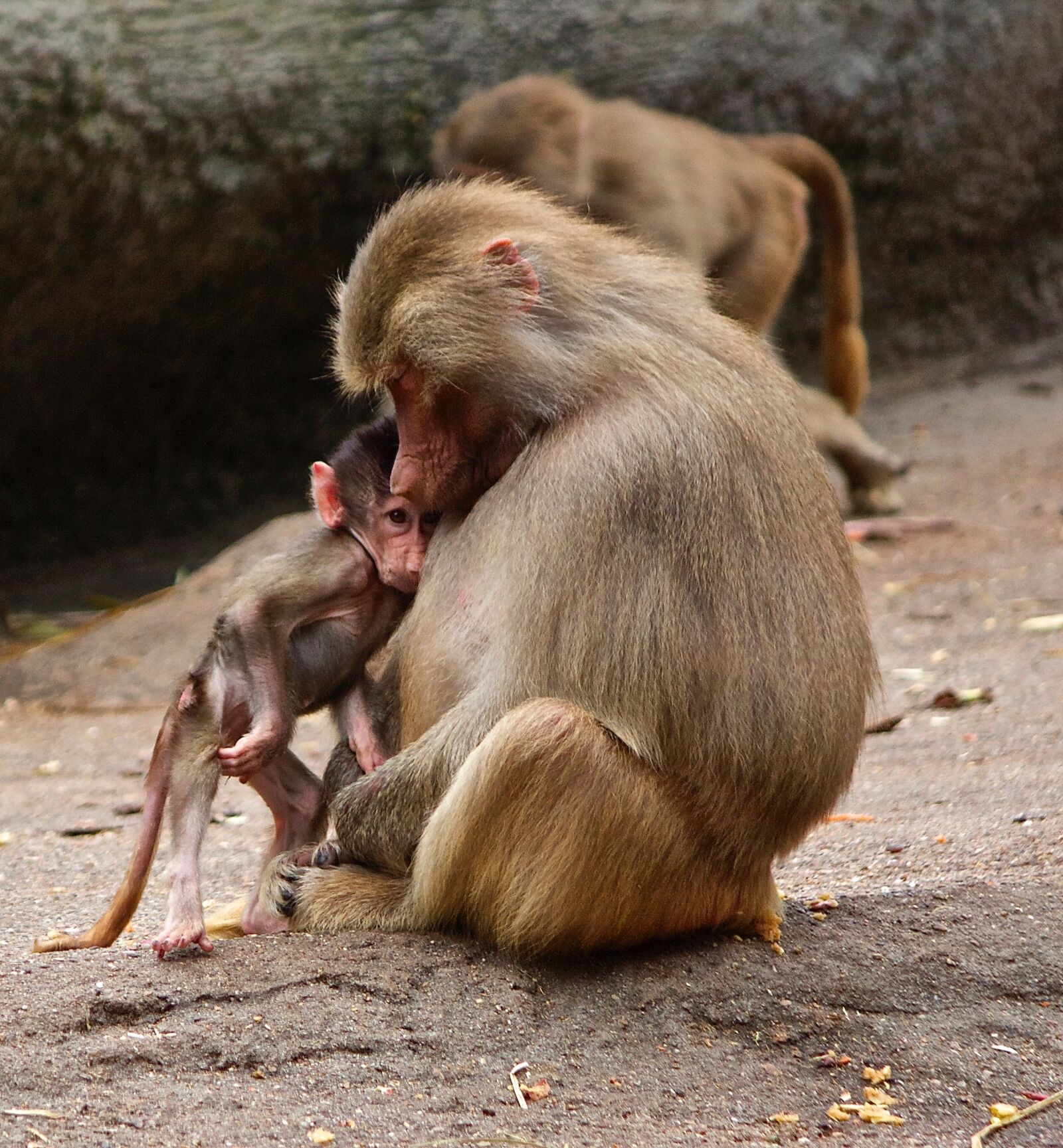Canon EF-S 55-250mm F4-5.6 IS sample photo. Ape, monkey family, zoo photography