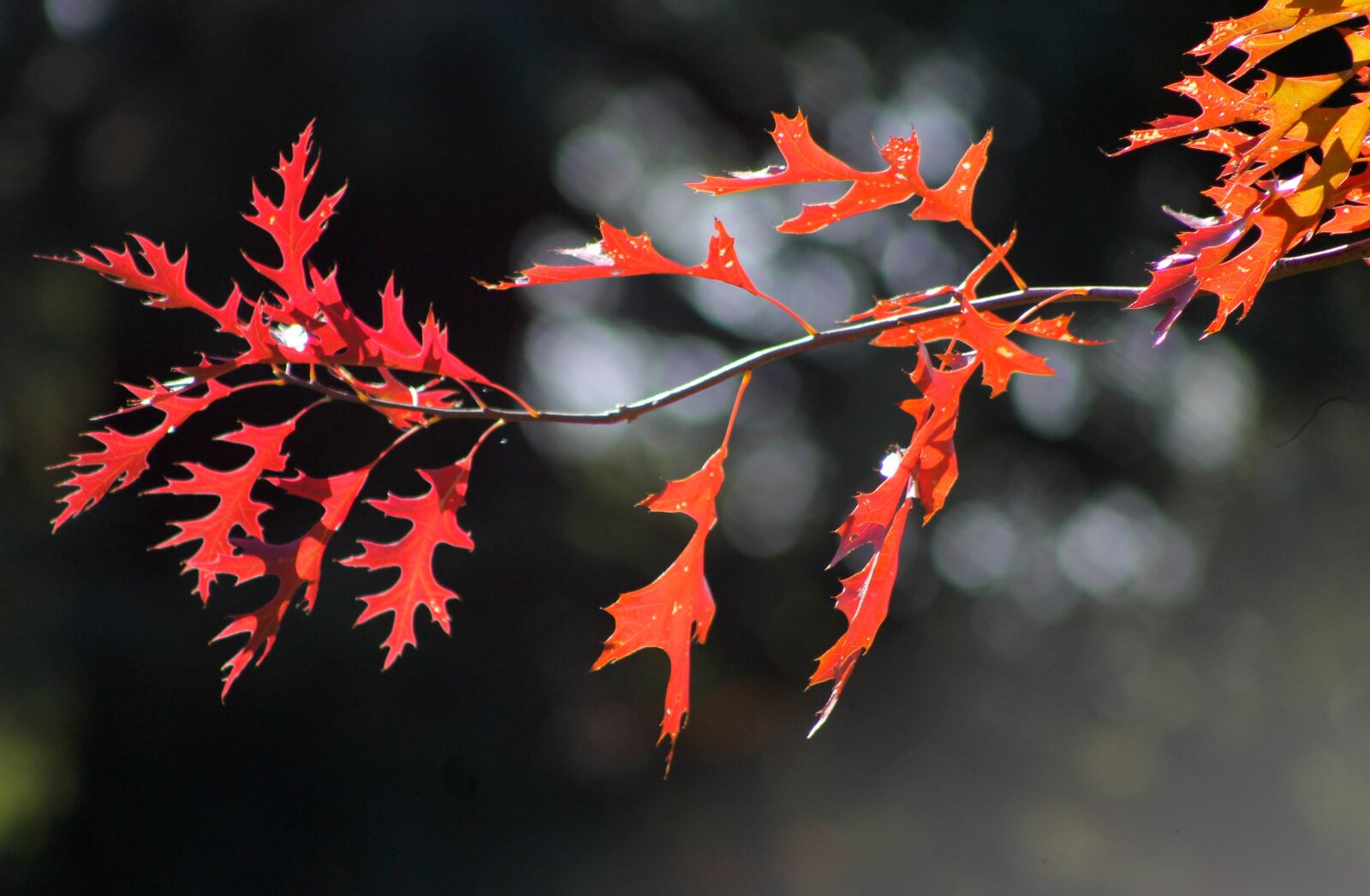 Canon EOS 1100D (EOS Rebel T3 / EOS Kiss X50) sample photo. Leaves, autumn, fall photography