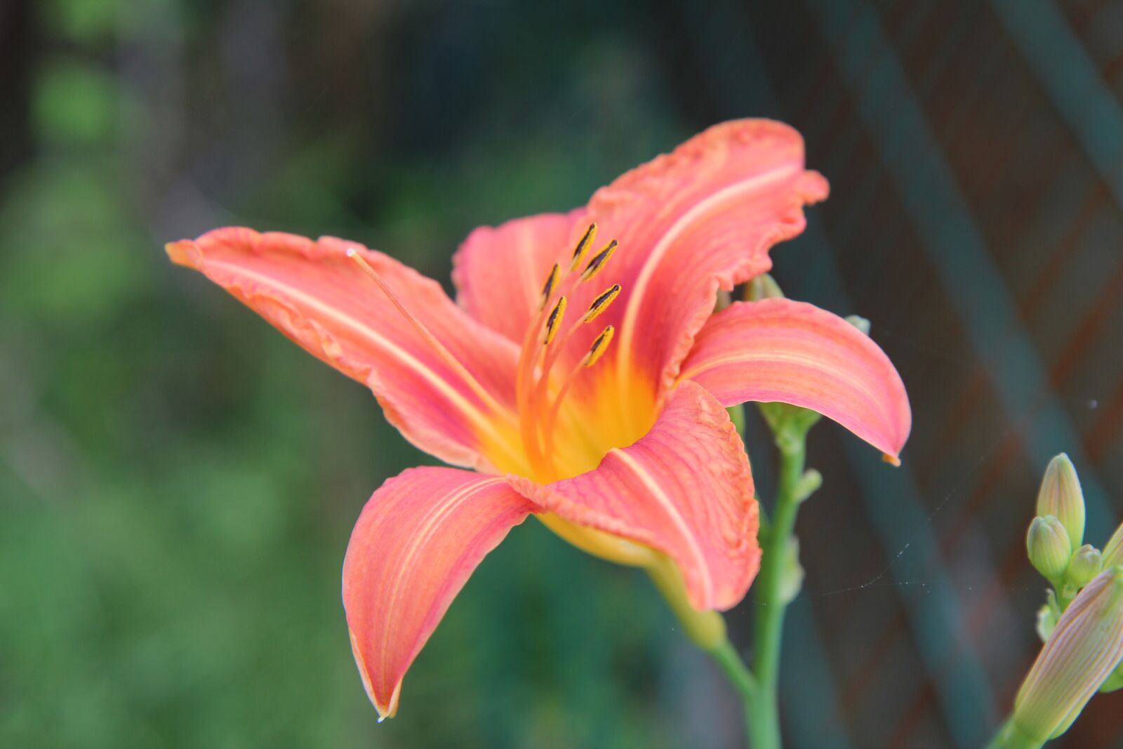 Canon EOS 600D (Rebel EOS T3i / EOS Kiss X5) sample photo. Lys, lily orange, orange photography