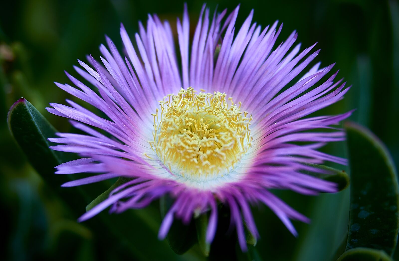 Olympus M.ZUIKO DIGITAL ED 12-40mm 1:2.8 sample photo. Carpobrotus, flower, petals photography