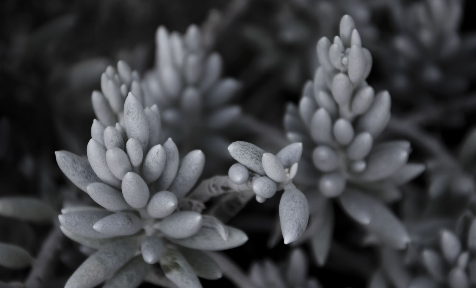 Nikon D7000 sample photo. Cactus, plant, nature, plants photography