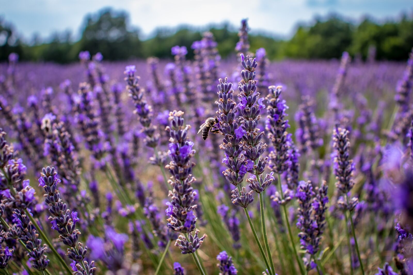 Canon EOS 800D (EOS Rebel T7i / EOS Kiss X9i) sample photo. Lavender, provence, lavandula photography