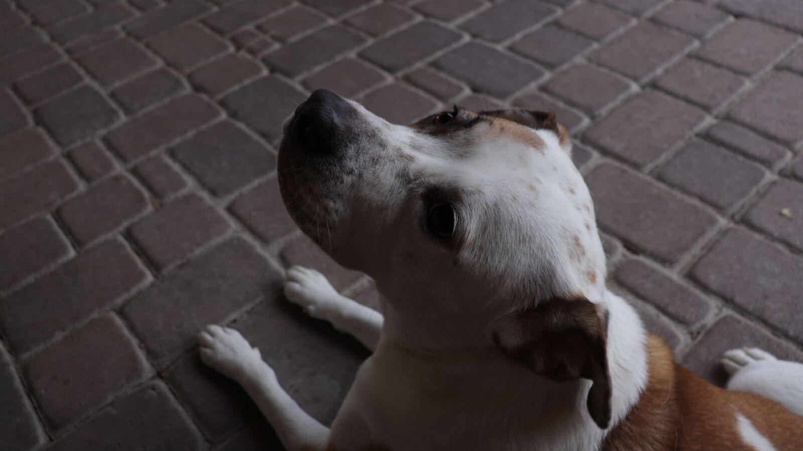 Canon EF-S 18-55mm F4-5.6 IS STM sample photo. Backyard, dog, puppy photography