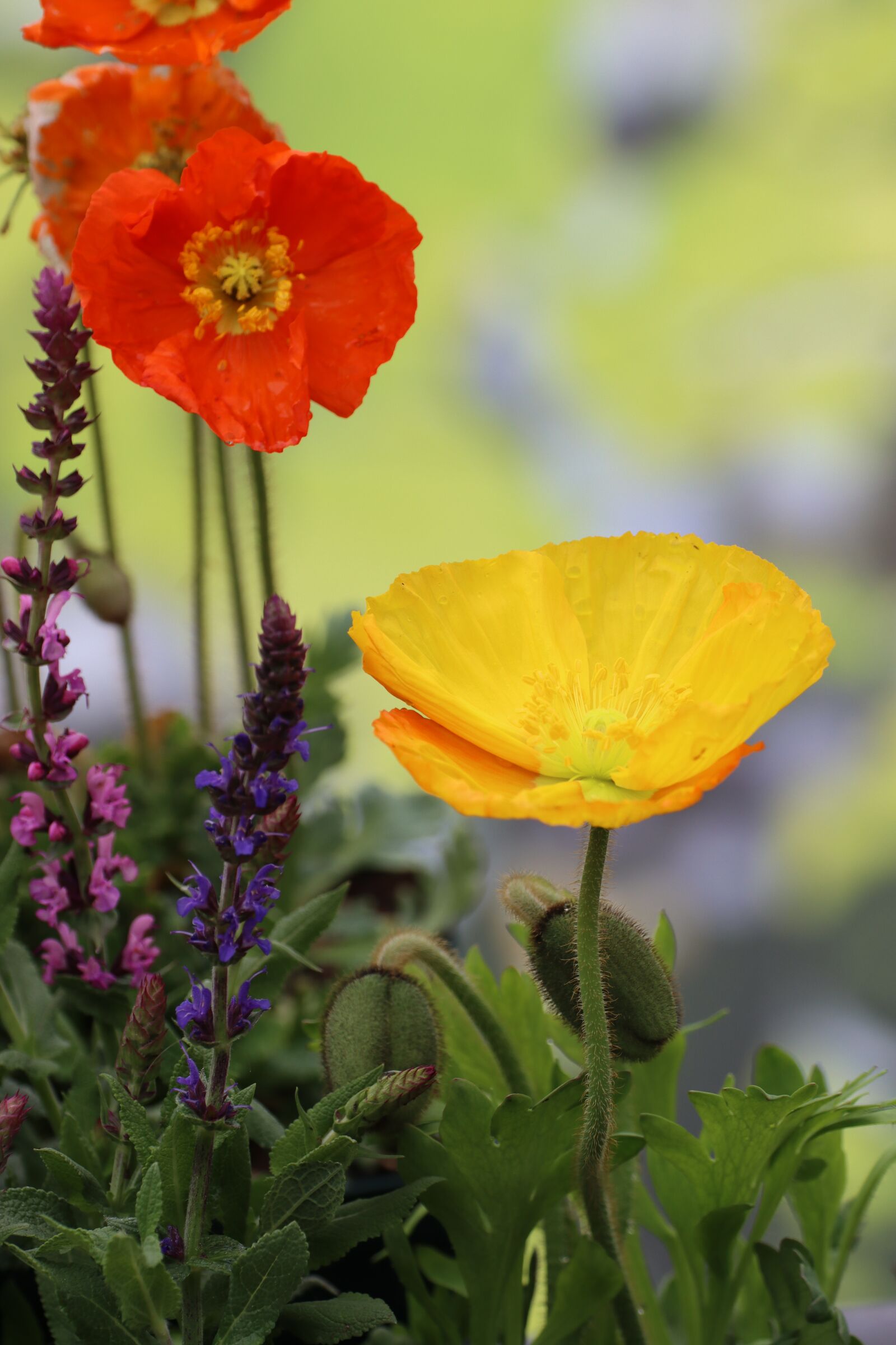 Canon EOS 90D sample photo. Poppy, sage color, meadow photography
