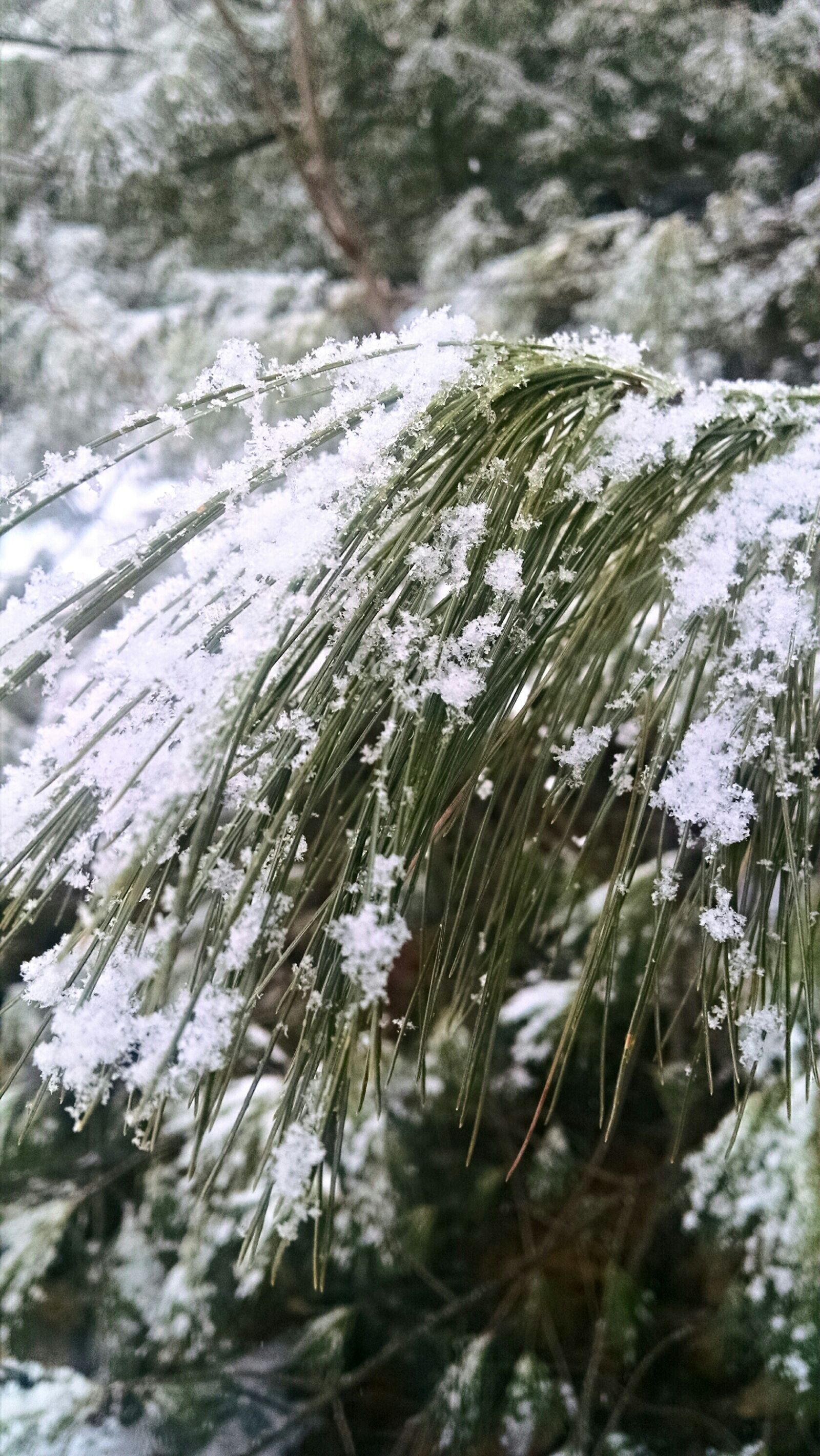 Motorola Moto X (1st Gen) sample photo. Jfjyear2, pine, needles, snow photography