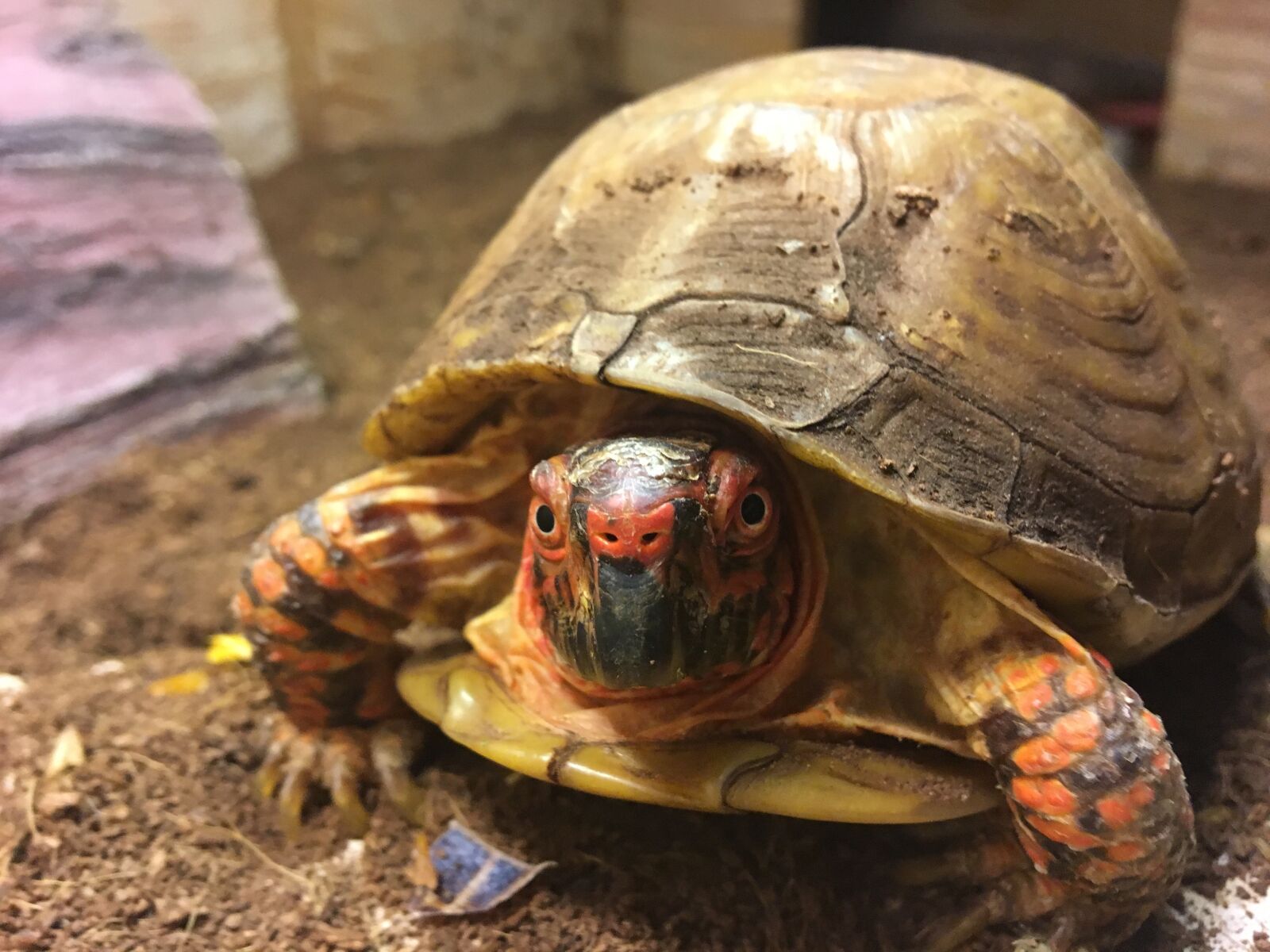 Apple iPhone 6s sample photo. Turtle, box turtle, animal photography