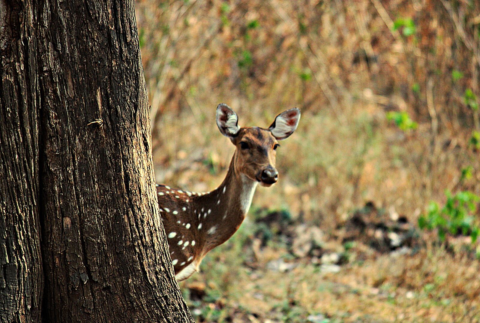 Canon EOS 500D (EOS Rebel T1i / EOS Kiss X3) sample photo. Deer, wild, forest photography