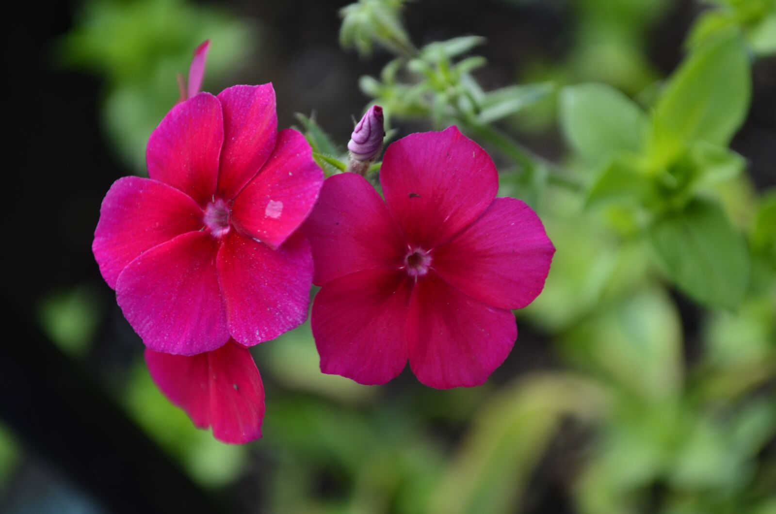 Nikon D5100 sample photo. Floral, nature, red photography