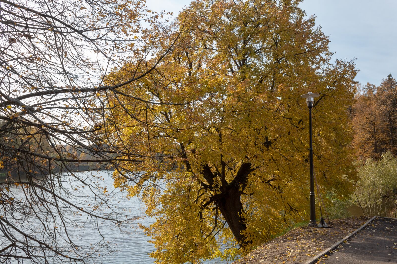 Canon EOS 1300D (EOS Rebel T6 / EOS Kiss X80) sample photo. Autumn, tree, park photography