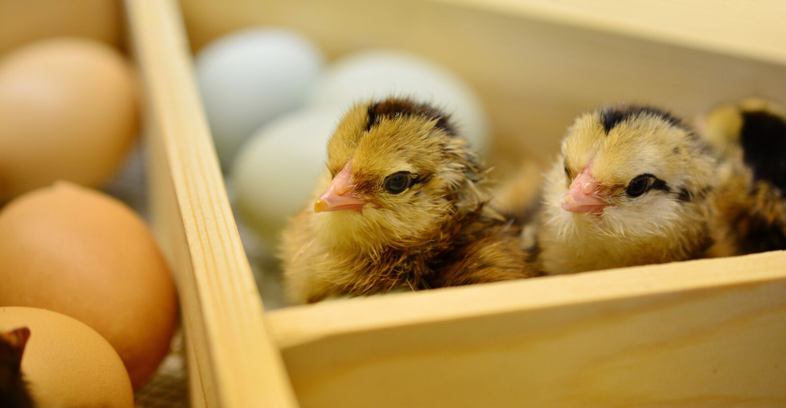 Nikon D5200 sample photo. Chicks, hatched, young animal photography