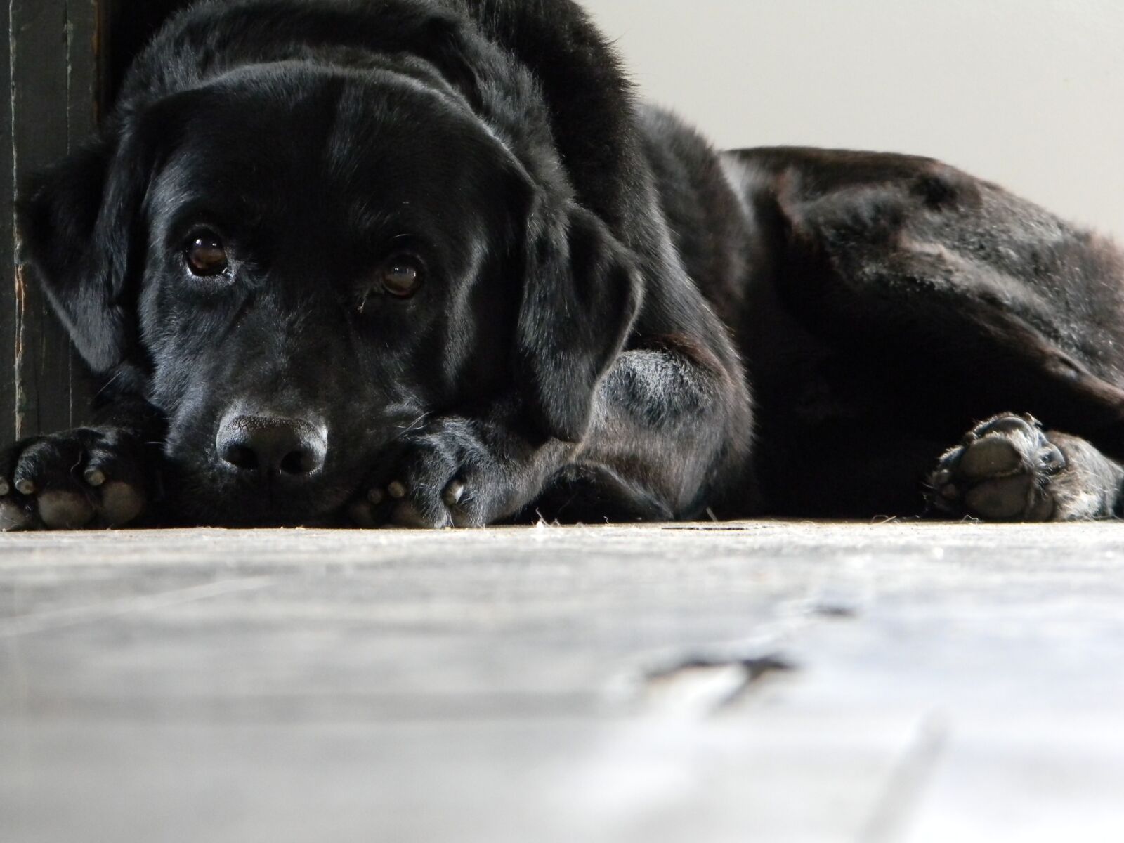 Nikon Coolpix L110 sample photo. Dog, black labrador, animal photography