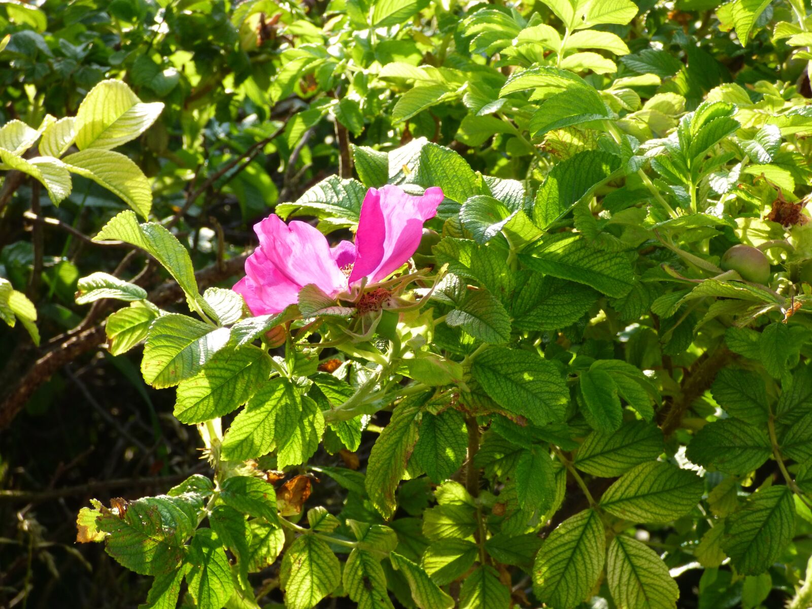 Panasonic DMC-FZ72 sample photo. Flower, pink, hedge photography