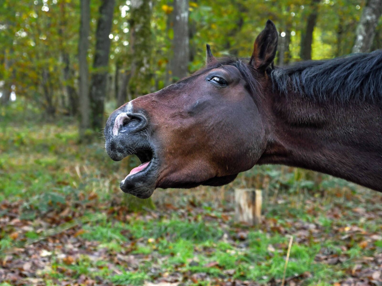 Nikon D500 sample photo. Wood, nature, horse, green photography