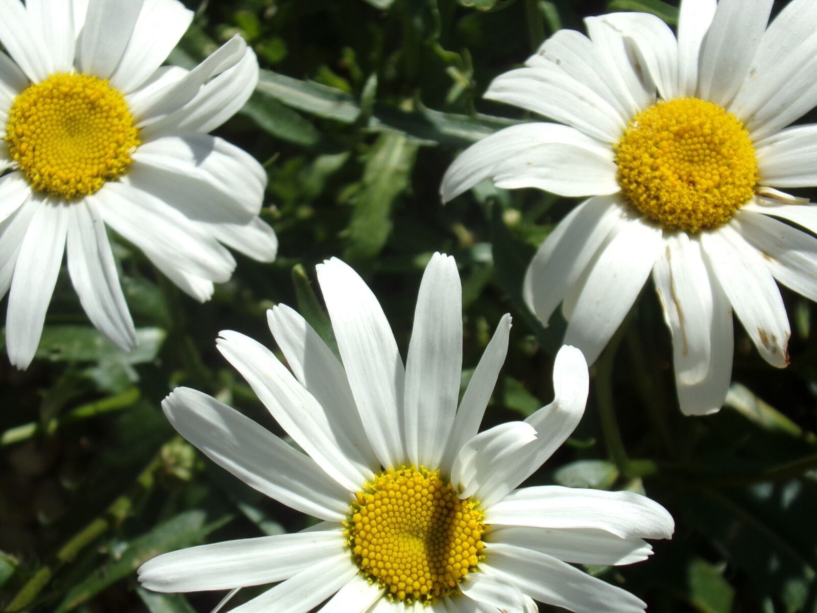 Kodak PIXPRO AZ251 sample photo. Marguerite, flower, nature photography