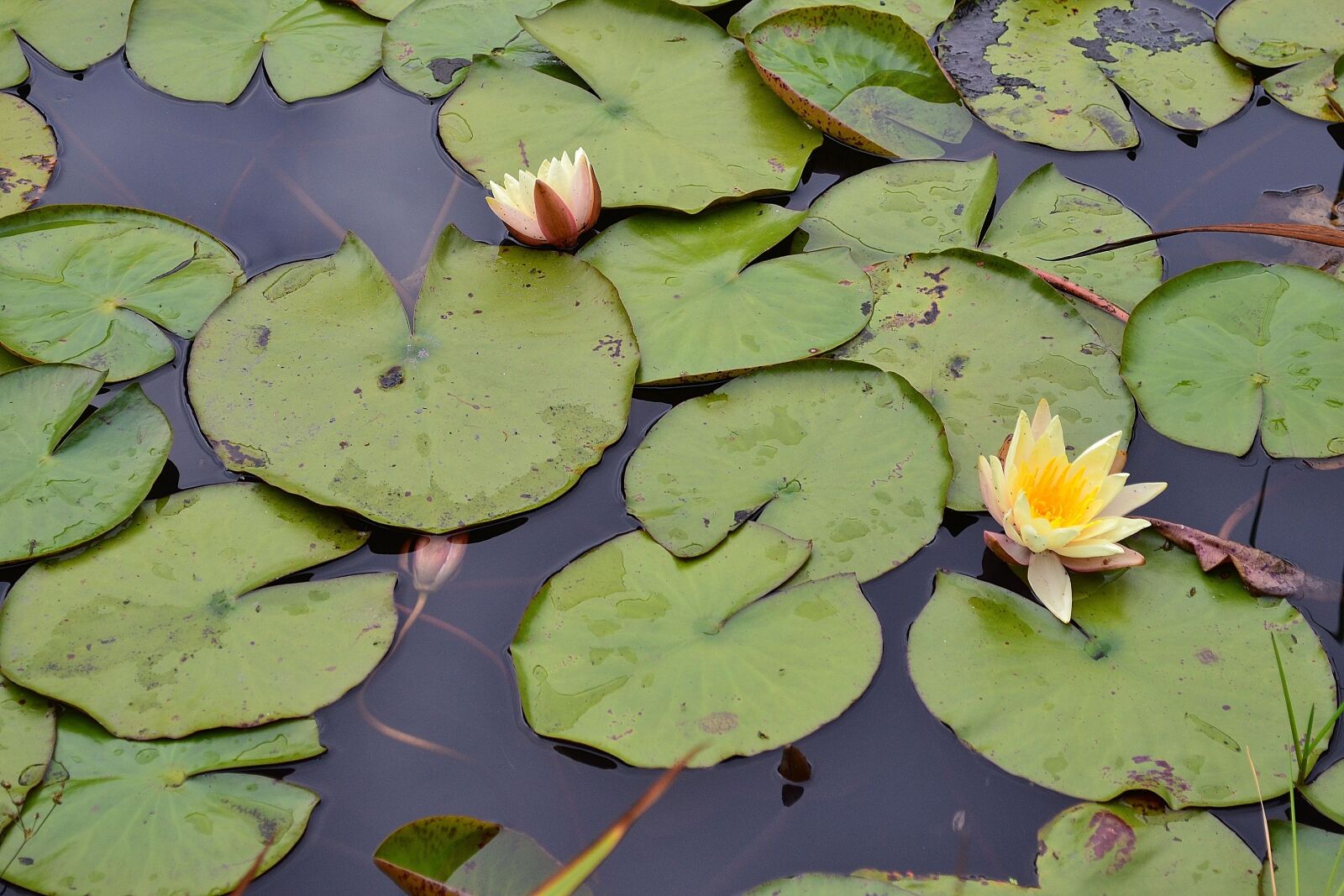 Nikon D3100 sample photo. Lily pads, yellow flower photography
