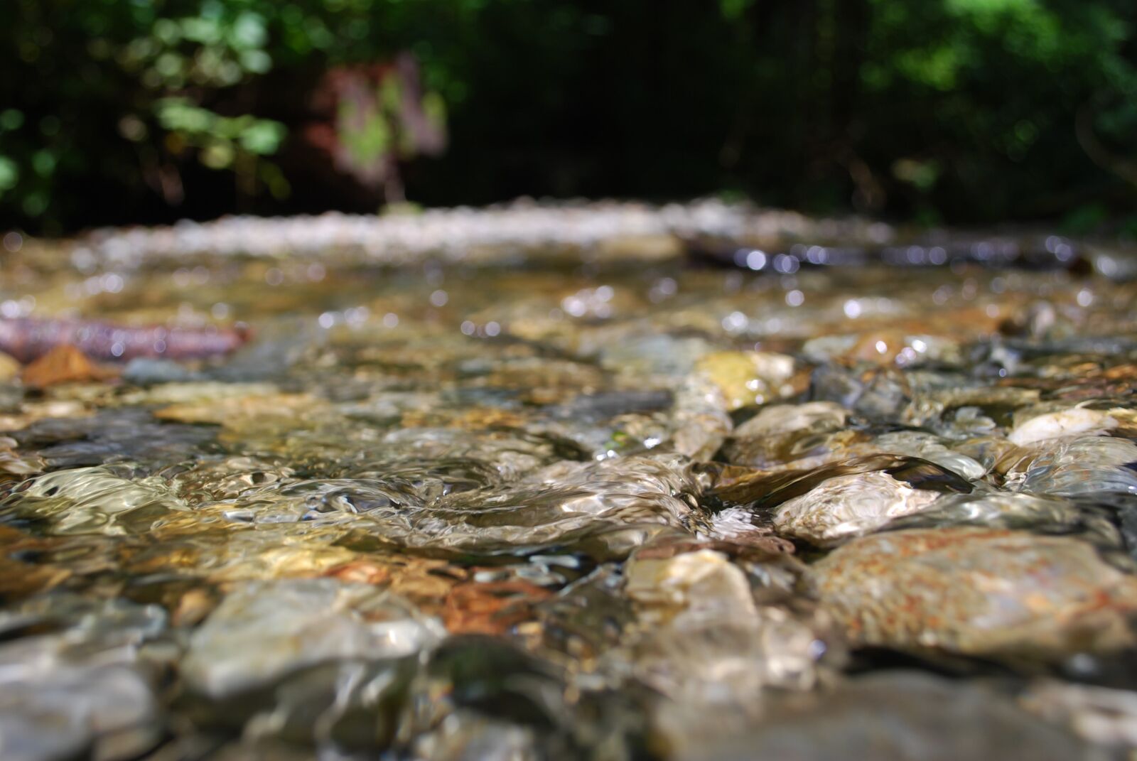 Nikon D60 sample photo. California, flowing, pebbles, redwoods photography