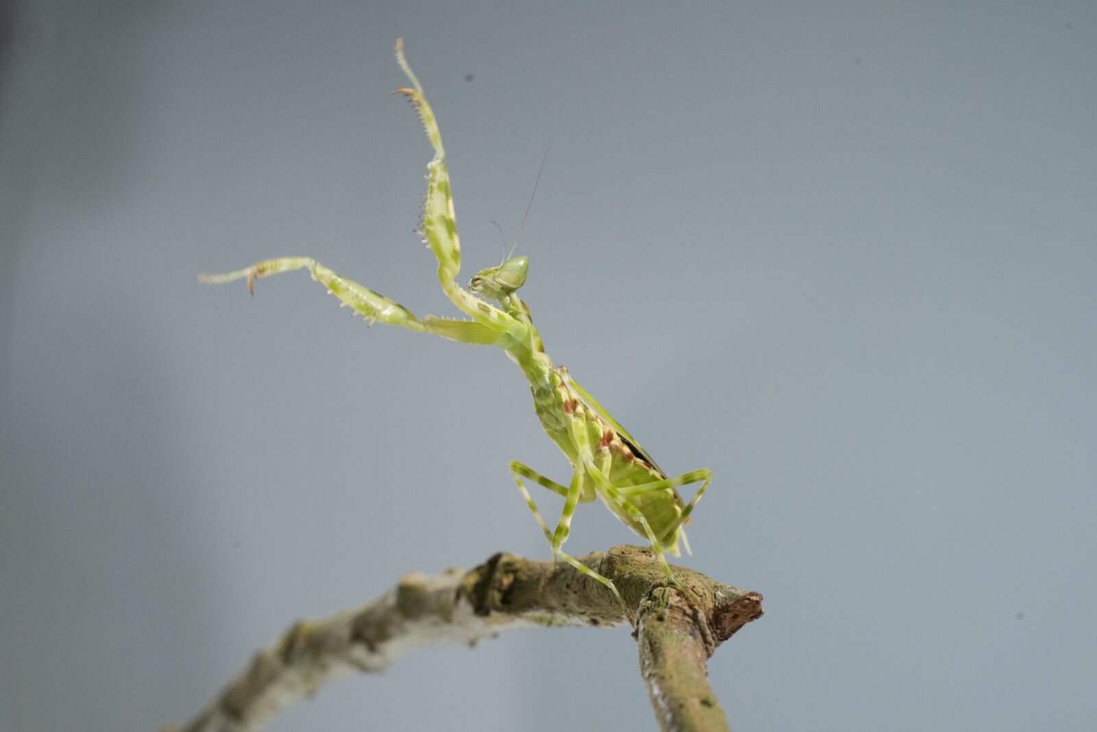 Sony a7R V sample photo