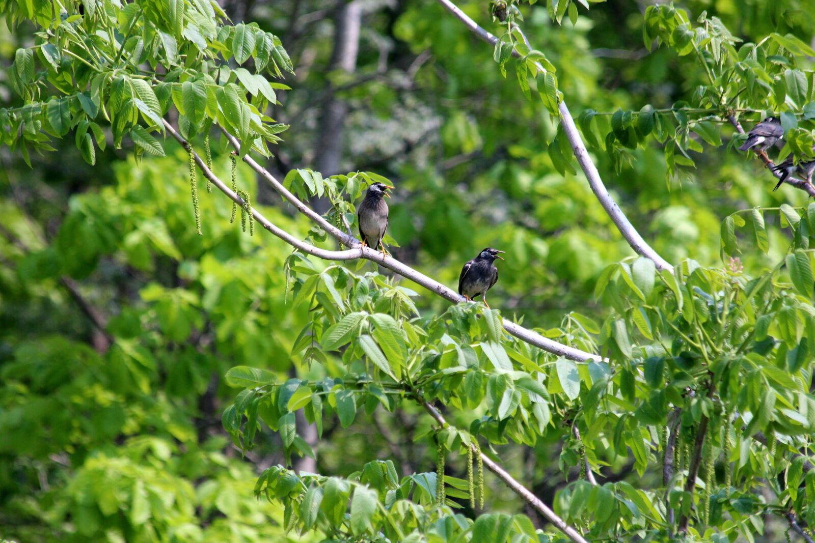 Canon EOS 650D (EOS Rebel T4i / EOS Kiss X6i) sample photo. Starlings, birds, sturnus vulgaris photography