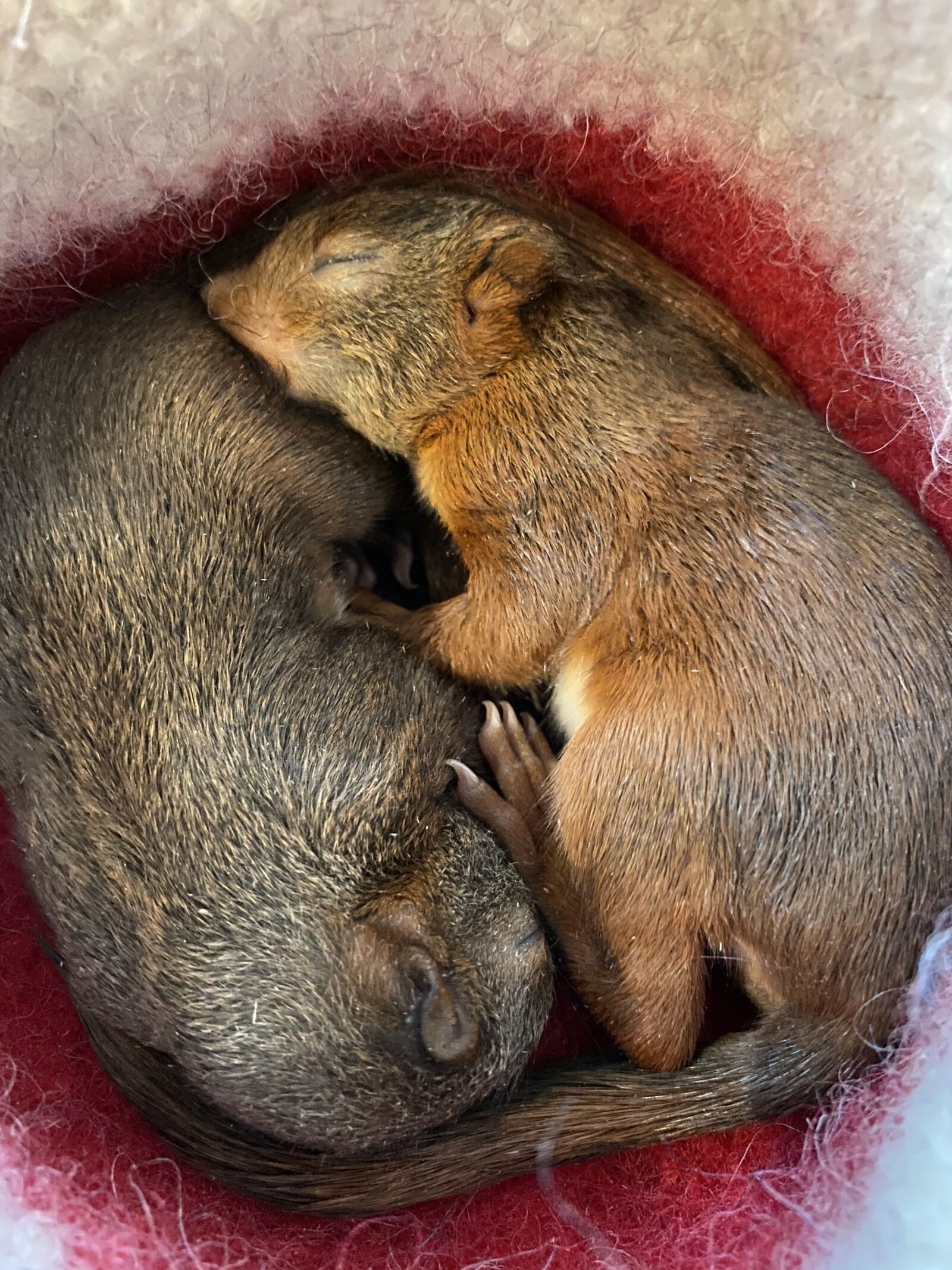 Apple iPhone 11 Pro Max sample photo. Squirrel, biodiversity, wild animal photography