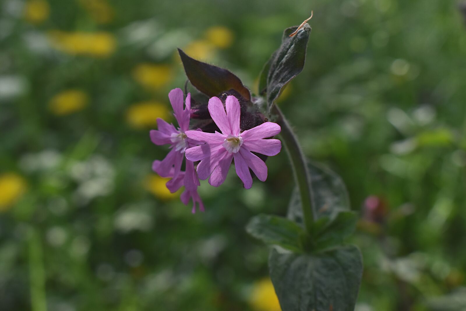 Nikon D5600 sample photo. Plant, spring, flower photography