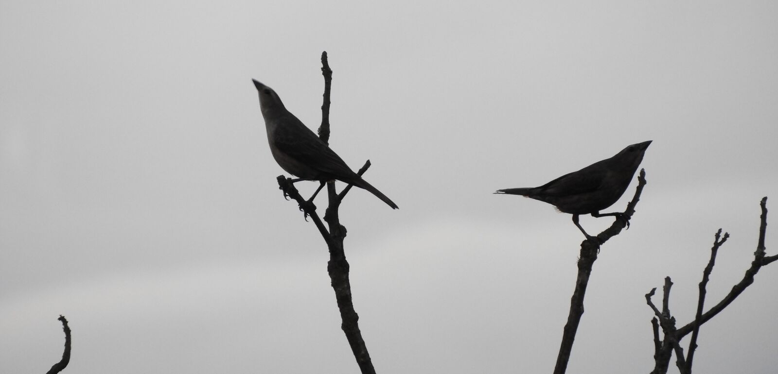 Nikon Coolpix B700 sample photo. Birds, wild life, nature photography