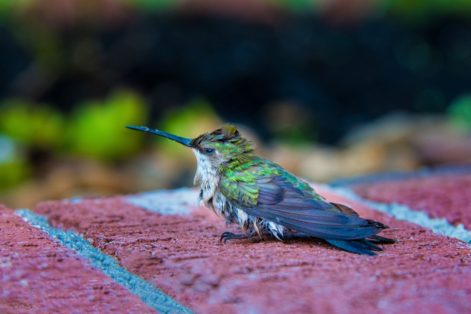 Nikon D800 sample photo. Hummingbird, birds, little photography