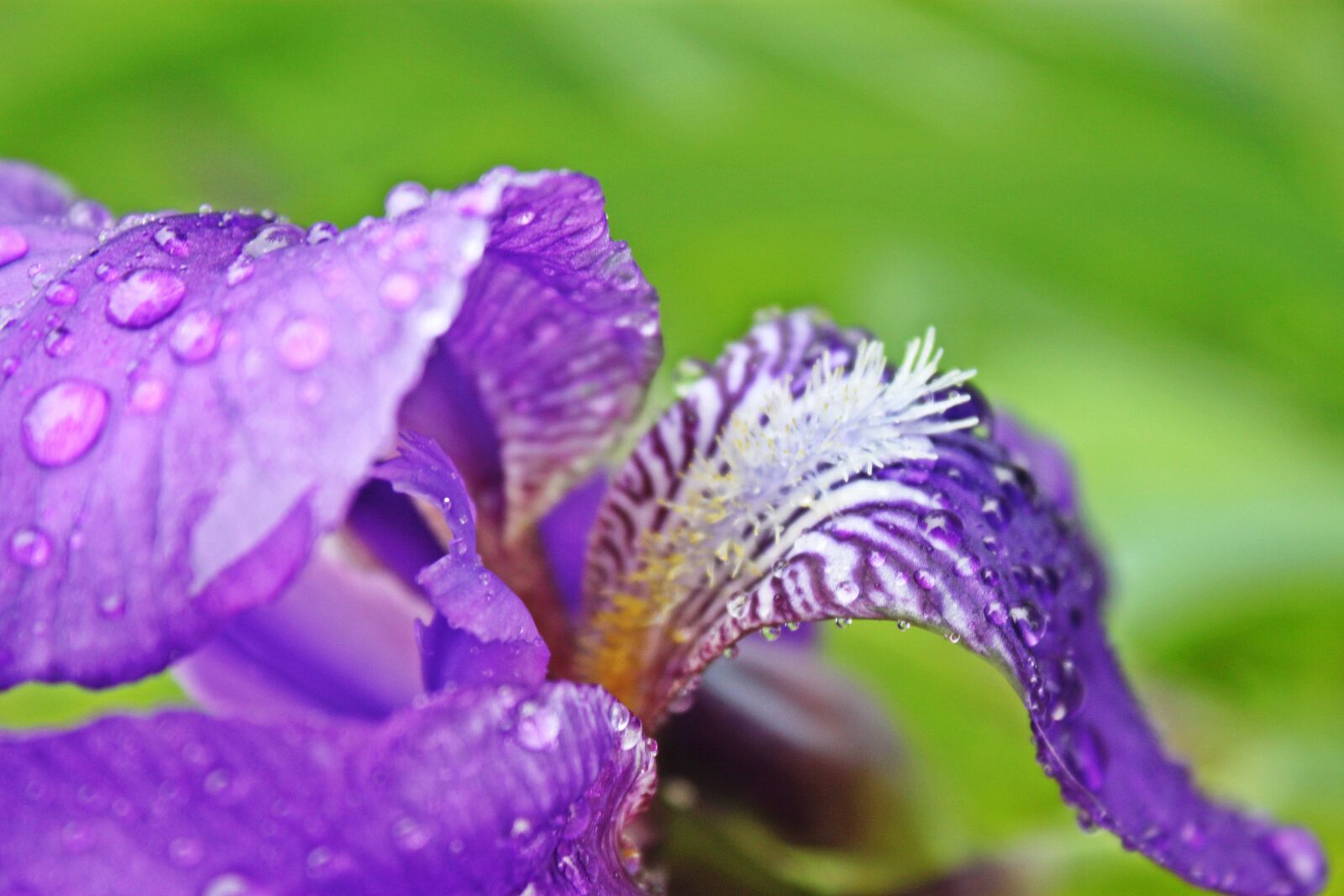 Canon EOS 500D (EOS Rebel T1i / EOS Kiss X3) sample photo. Nature, flower, plant photography