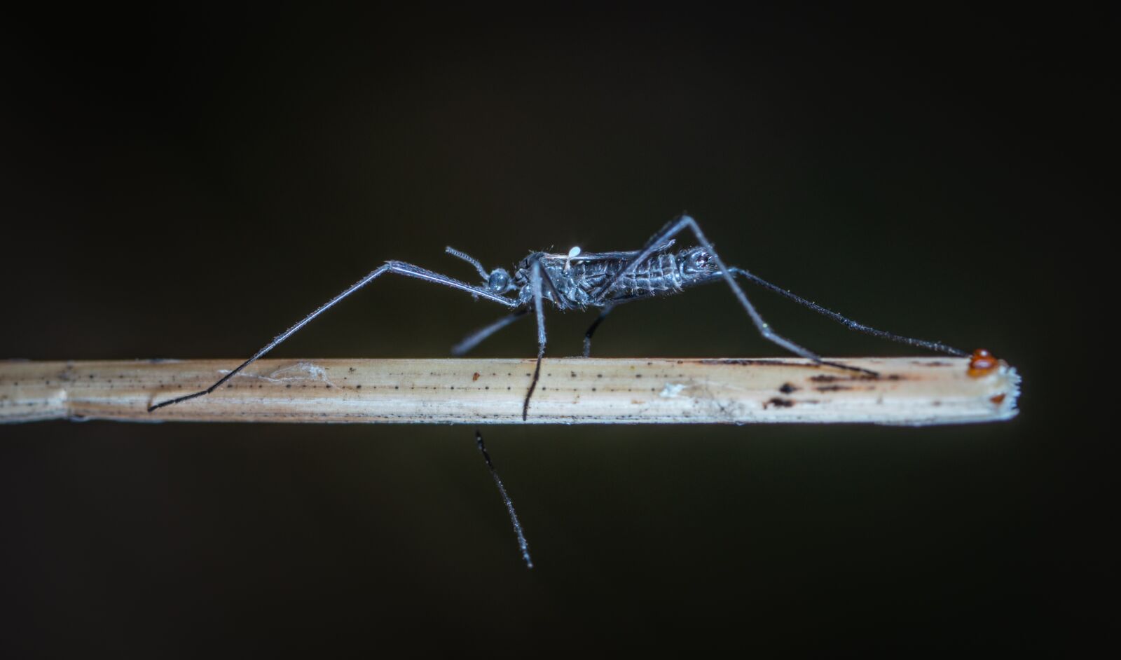#124 65/2.8 sample photo. Insect, the mosquito, wing photography