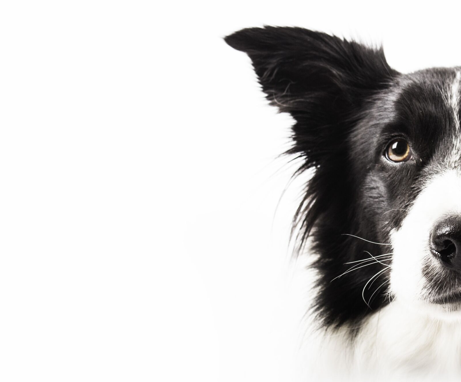Canon EOS 600D (Rebel EOS T3i / EOS Kiss X5) sample photo. Dog, collie, black and photography