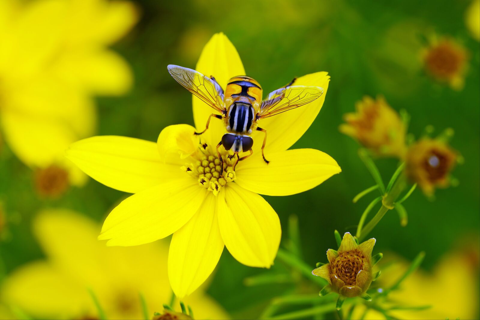 Sony a7R III + Sony FE 90mm F2.8 Macro G OSS sample photo. Flower, bee, nature photography