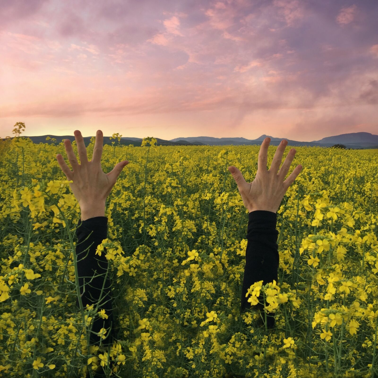 iPhone 6 Plus back camera 4.15mm f/2.2 sample photo. Hands, sunset, flowers photography