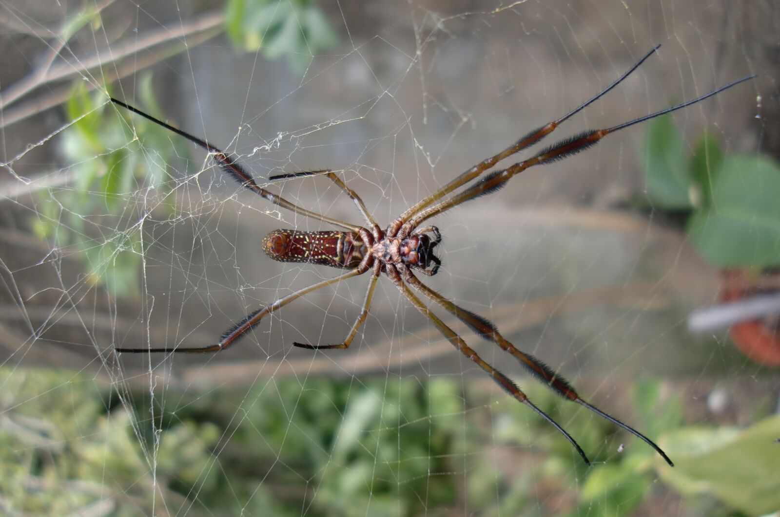 CASIO EX-S12 sample photo. Spider, web, nature photography