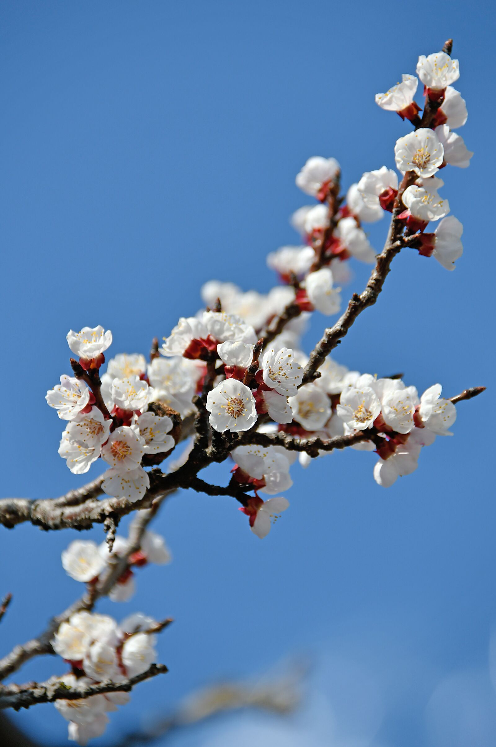 Nikon D3200 sample photo. Spring, cherry blossom, bloom photography