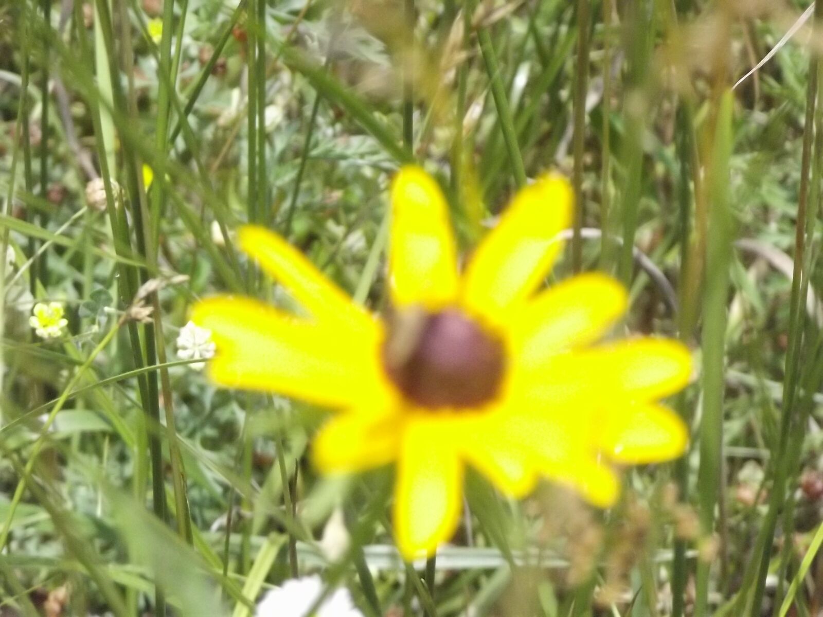 Fujifilm FinePix S2940/Walmart sample photo. Shelly, ranch, flower photography