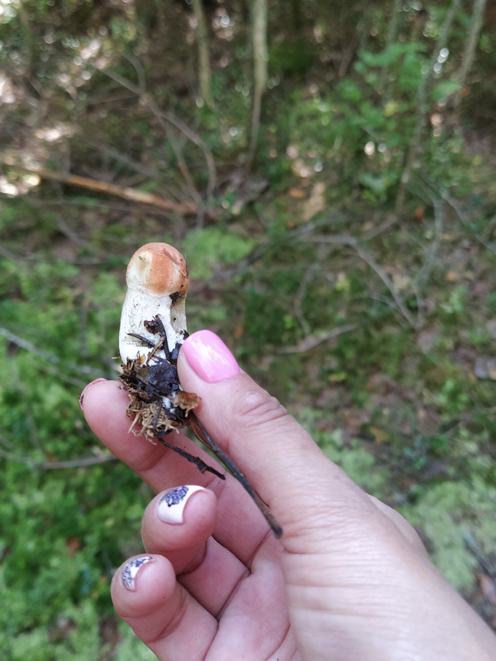 Xiaomi Mi A3 sample photo. Mushroom, forest, nature photography