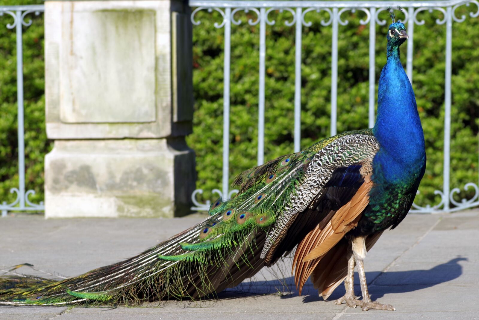 Pentax K-S2 sample photo. Peacock, dashing, bird photography