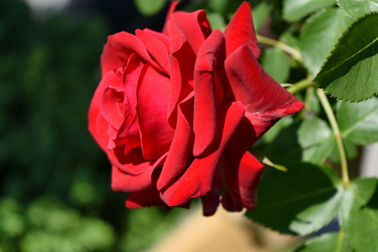 Nikon D5500 sample photo. Gardening, red, roses, spring photography