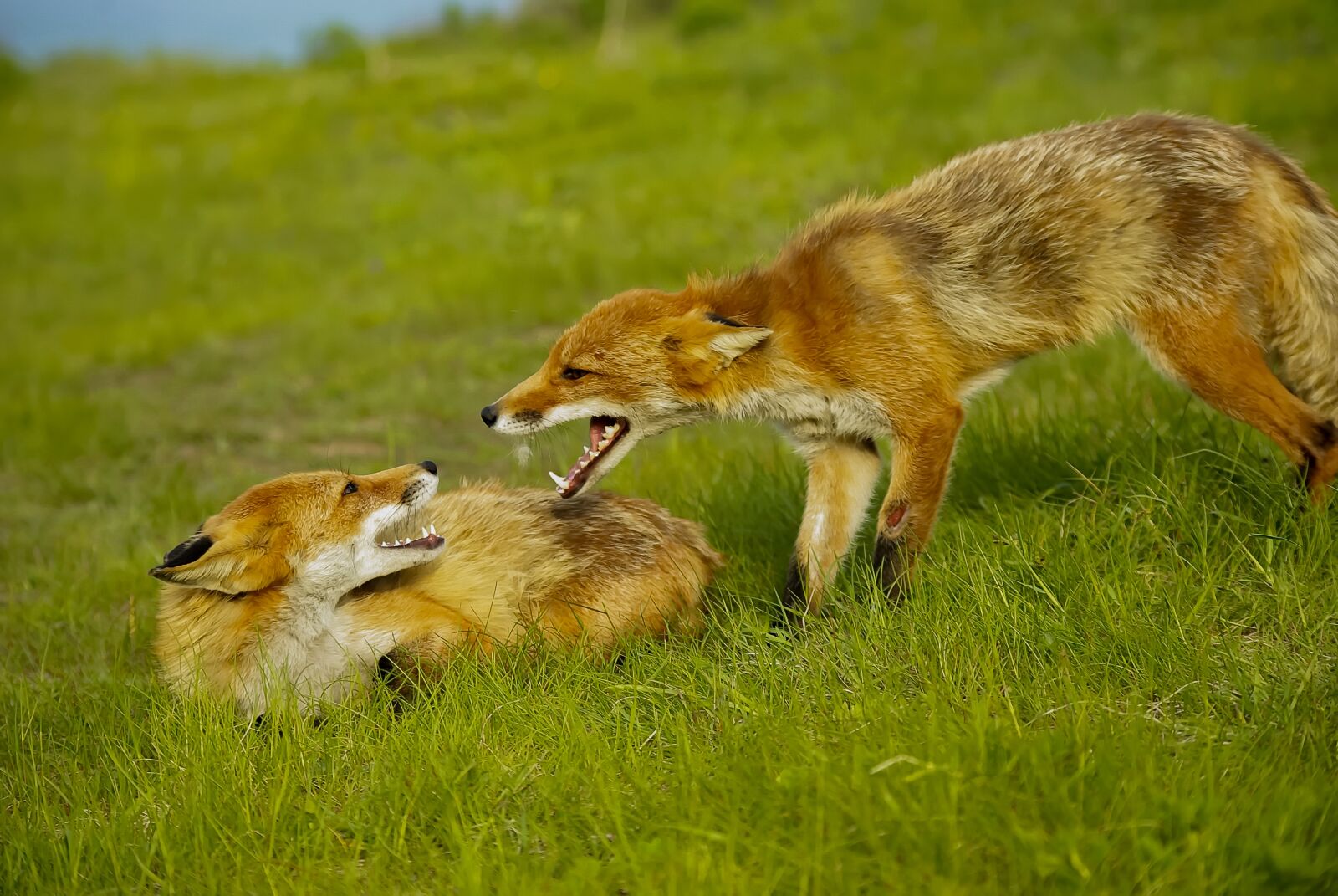 Samsung GX-10 sample photo. Foxes, fox, animal photography