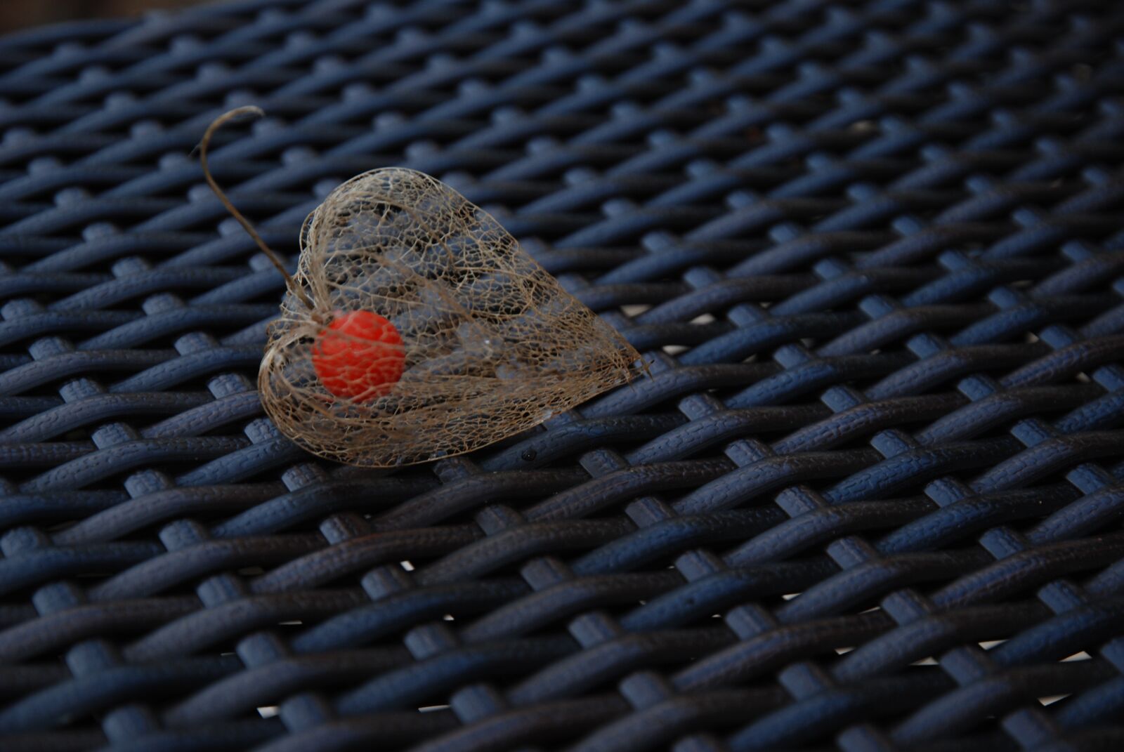 Nikon D80 sample photo. Autumn, physalis, plant photography