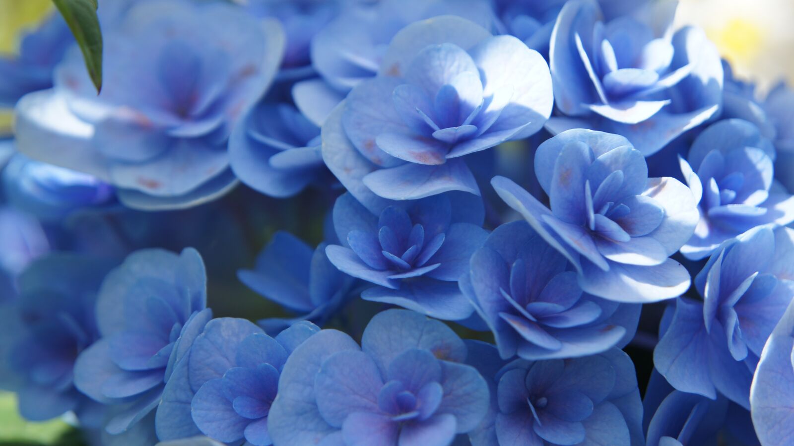 Sony SLT-A55 (SLT-A55V) sample photo. Hydrangea, blue flowers, flower photography