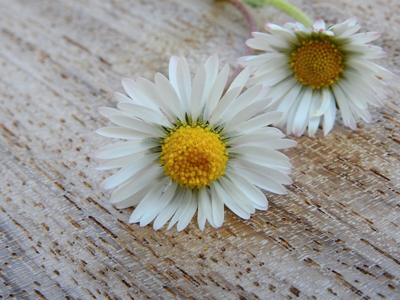 Nikon Coolpix P900 sample photo. Daisy, flowers, nature photography