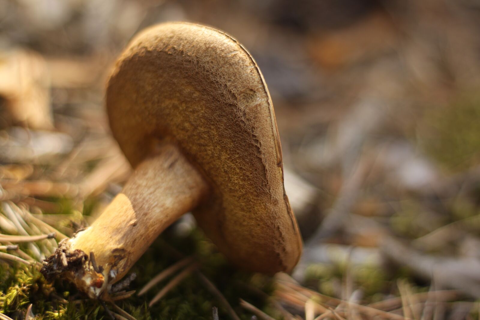 Canon EOS 500D (EOS Rebel T1i / EOS Kiss X3) sample photo. Forest, nature, mushrooms photography