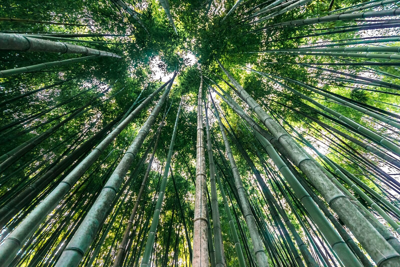 Canon EOS 600D (Rebel EOS T3i / EOS Kiss X5) sample photo. Bamboo forest, bamboo trees photography
