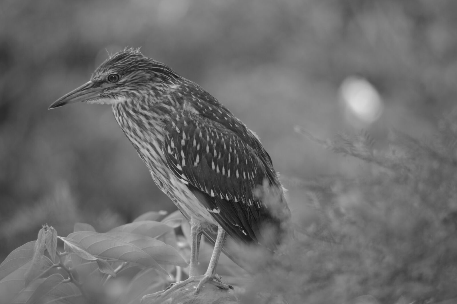 Pentax K-S2 sample photo. Bird, plumage, nature photography