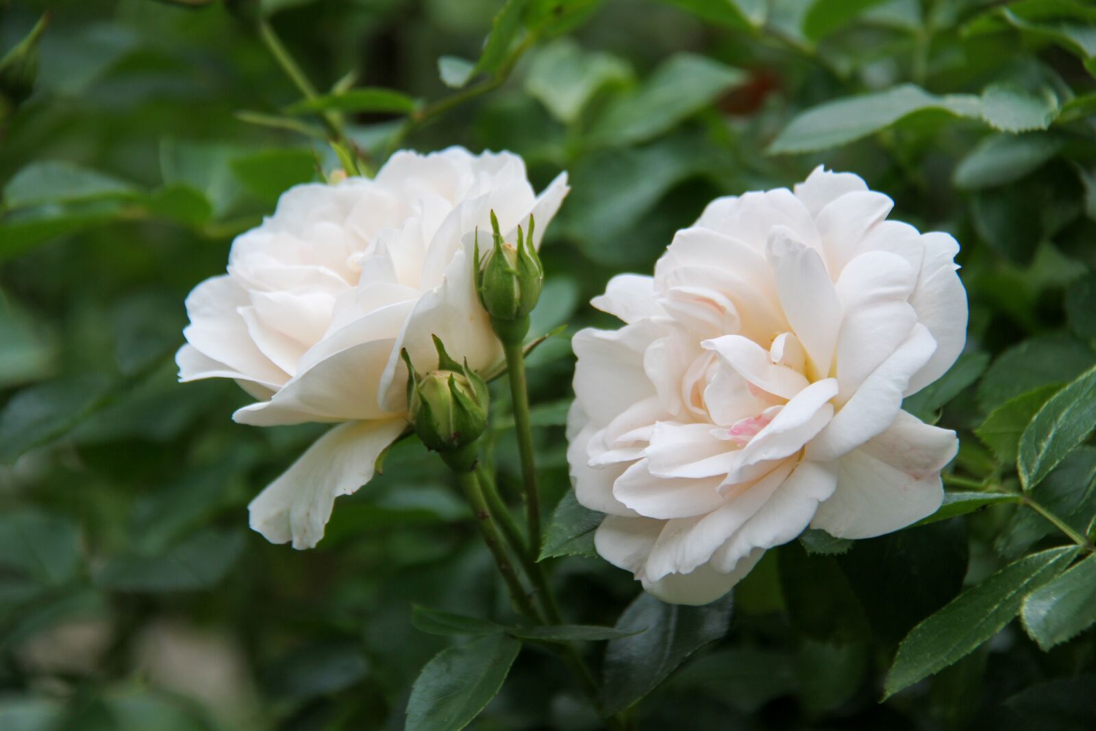 Canon EOS 7D sample photo. Pink, white, garden photography