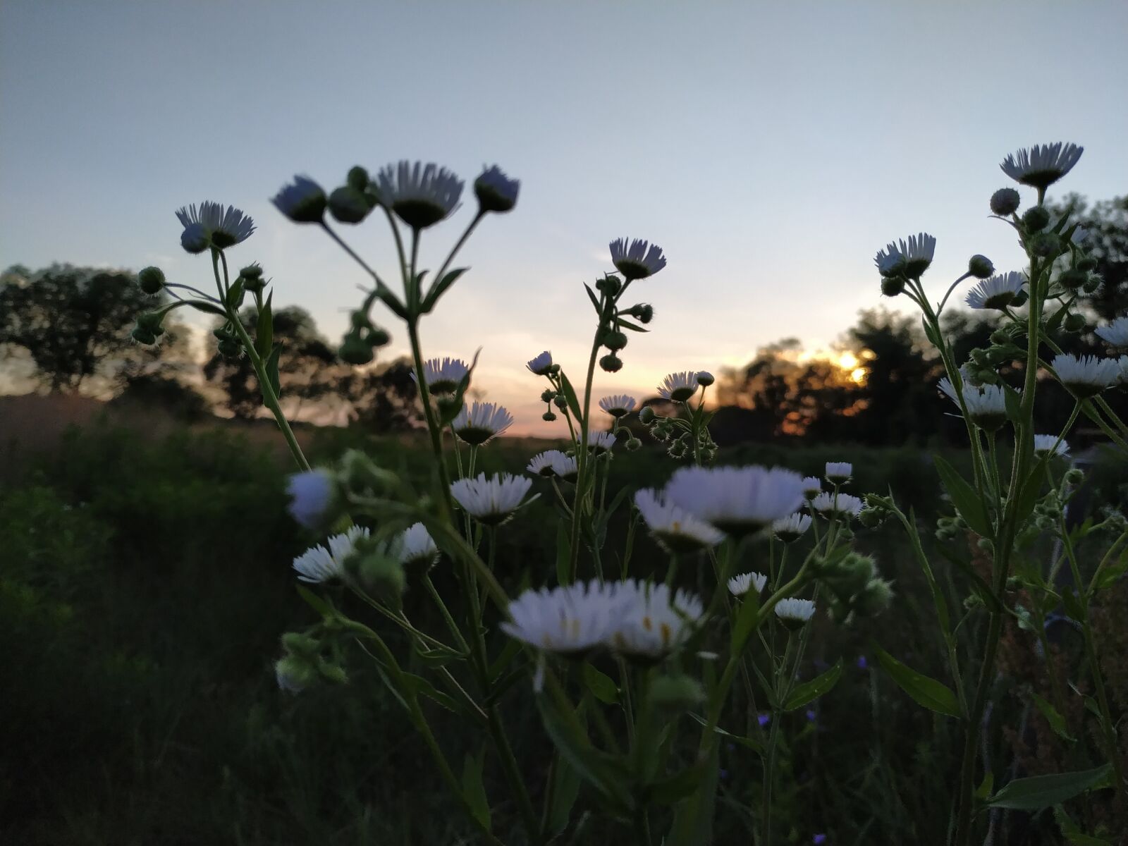 Xiaomi MI 8 Lite sample photo. Sunset, greens, flowers photography