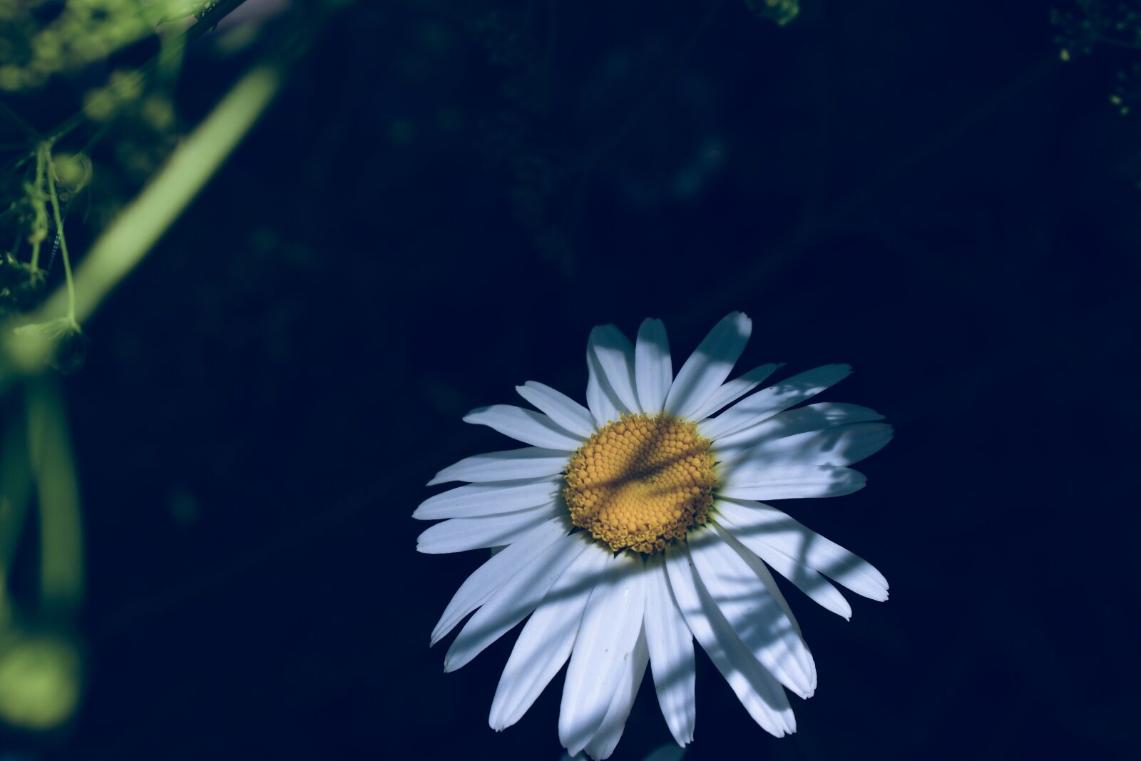 Nikon D5600 sample photo. Daisy, hidden, shade photography